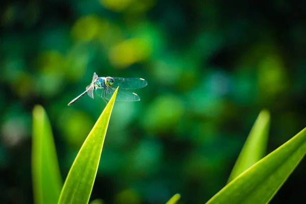 Dragonfly gräshoppa lämnar med grön bakgrund suddig — Stockfoto