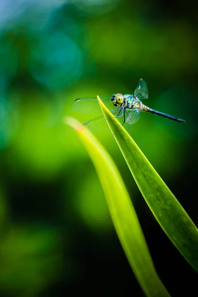 Grashüpfer-Blätter der Libelle mit grünem Hintergrund verschwimmen — Stockfoto