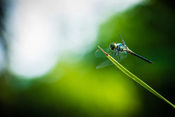 Grasshopper vážky listy se zeleným pozadím, rozmazané — Stock fotografie