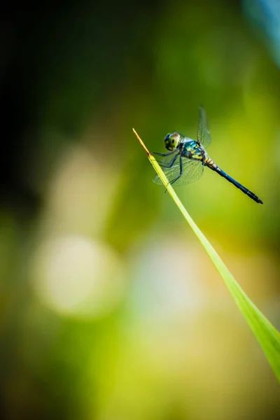 Libélula saltamontes hojas con fondo verde borrosa — Foto de Stock