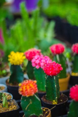 Dikim konteyner küçük renkli kaktüs.