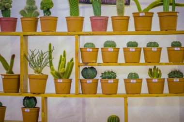 Dikim konteyner küçük renkli kaktüs.