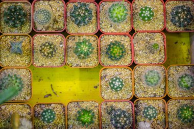 Dikim konteyner küçük renkli kaktüs.