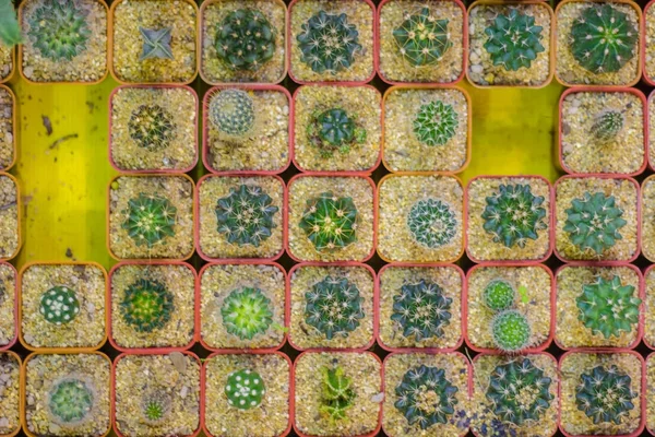 Dikim konteyner küçük renkli kaktüs.