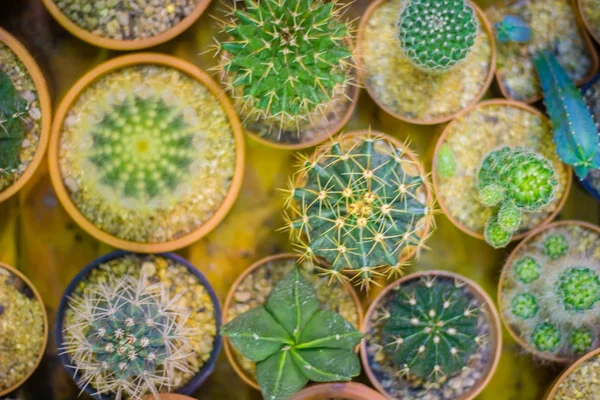 Dikim konteyner küçük renkli kaktüs.