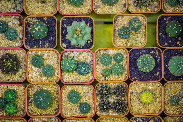 Dikim konteyner küçük renkli kaktüs.