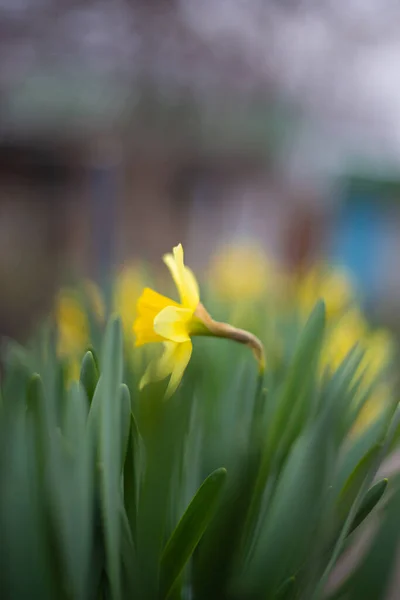 Spring Flowers Yellow Daffodil — Stock Photo, Image