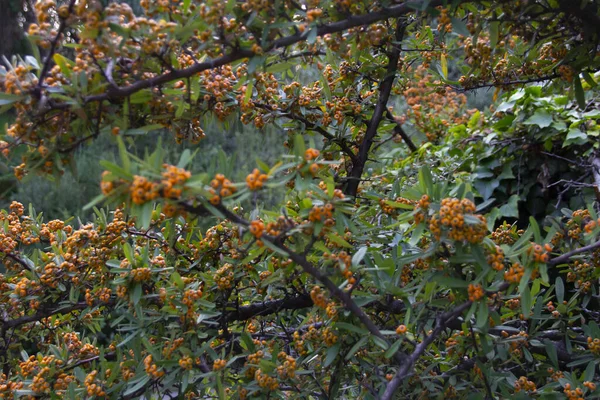 Baies Orange Sur Les Branches Pyracantha Orange — Photo