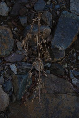 Sert, karanlık manzara taşları ve güzel bir çiçek.