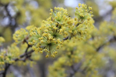 Baharda sarı çiçeklerle açan bir ağaç.