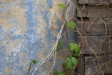 Sarmaşık ve çıplak dallarla kaplı eski bir tahta çitin yanında eski bir duvar.
