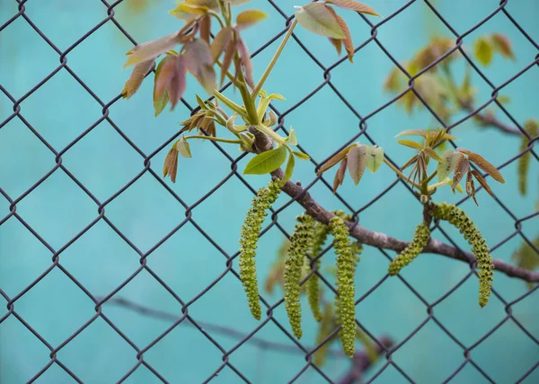 一种开着花的树 在金属网和蓝色墙壁的背景上有金丝雀 — 图库照片