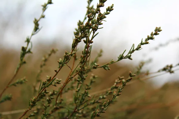 Hermosa Hierba Doblada Por Viento Campo —  Fotos de Stock