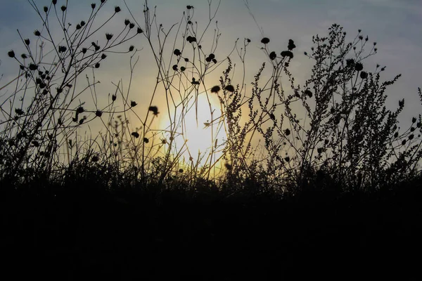 Silhouettes Sombres Herbes Hautes Fleurs Sauvages Soleil — Photo