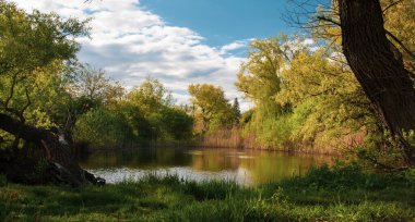 Güzel manzara: gölün suyuna yansıyan ağaçlar