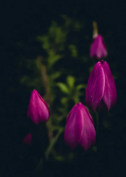 Nature Morte Aux Couleurs Sombres Tulipes Violettes — Photo