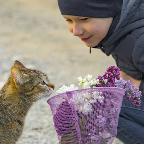 Cat sniffs lilac in a purple net in the hands of a boy