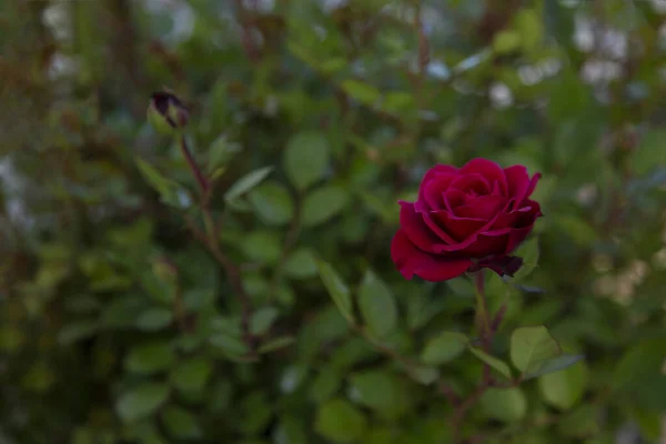 Red Rose Bush Garden — Stock Photo, Image