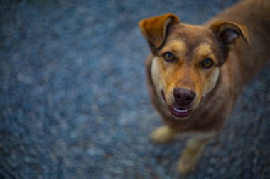Tatlı kırmızı köpek kameraya bakıyor.
