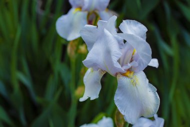 Bahçede güzel beyaz süsen çiçekleri