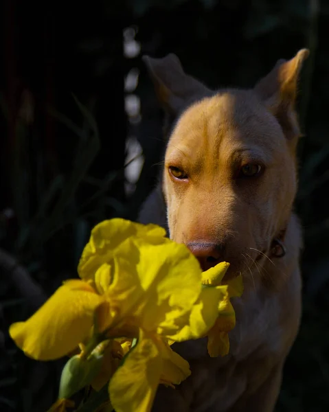 Cão Bonito Cheira Uma Bela Flor Íris Amarela — Fotografia de Stock