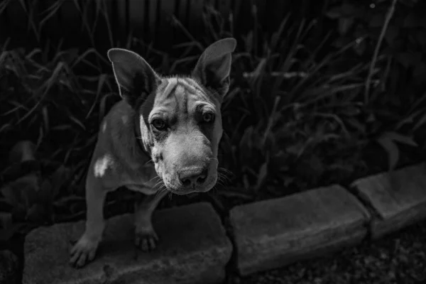 Uma Foto Preto Branco Cachorro Bonito Olhando Diretamente Para Lente — Fotografia de Stock