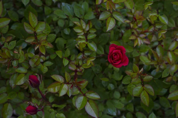 Red Rose Bush Garden — Stock Photo, Image