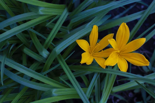 Schöne Gelbe Blüten Taglilie Garten — Stockfoto