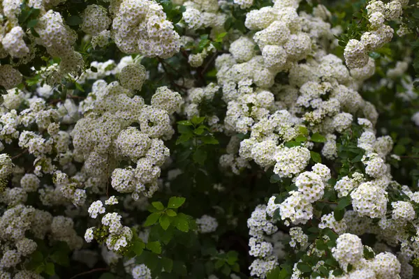 Bel Arbuste Fleurs Blanches Spirea — Photo
