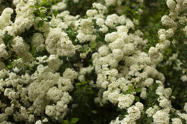 Bel Arbuste Fleurs Blanches Spirea — Photo