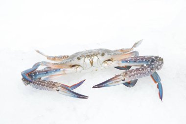 Beyaz arkaplanda taze yengeç