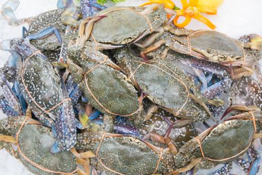 Beyaz arkaplanda taze yengeç