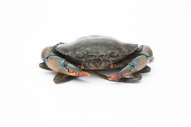 Beyaz arkaplanda taze yengeç