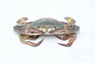 Beyaz arkaplanda taze yengeç