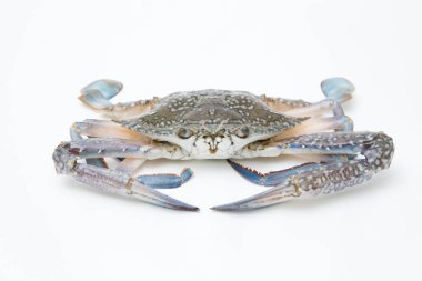 Beyaz arkaplanda taze yengeç