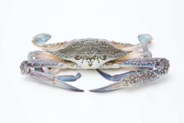 Beyaz arkaplanda taze yengeç