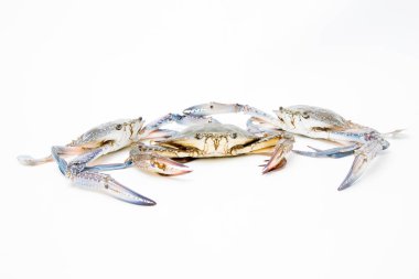 Beyaz arkaplanda taze yengeç