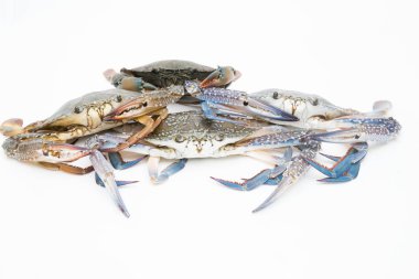 Beyaz arkaplanda taze yengeç