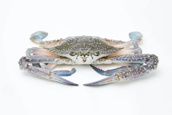 Crabe Frais Sur Fond Blanc — Photo