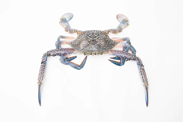 Crabe Frais Sur Fond Blanc — Photo