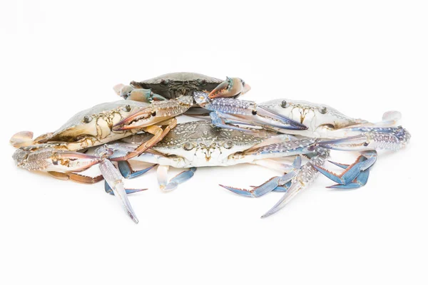Fresh crab on a white background
