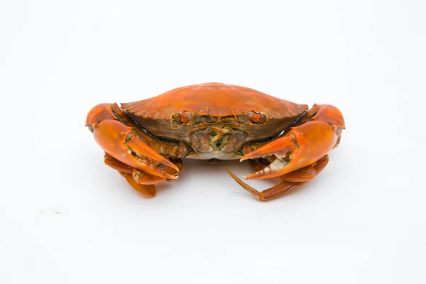 Steamed Crab White Background — Stock Photo, Image