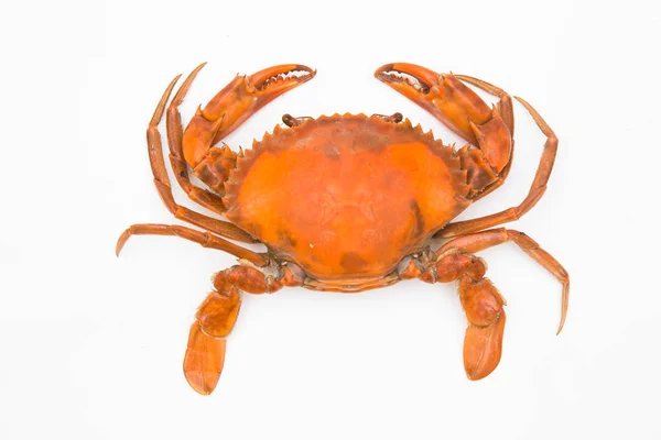 beyaz zemin üzerine pişmiş Yengeç.