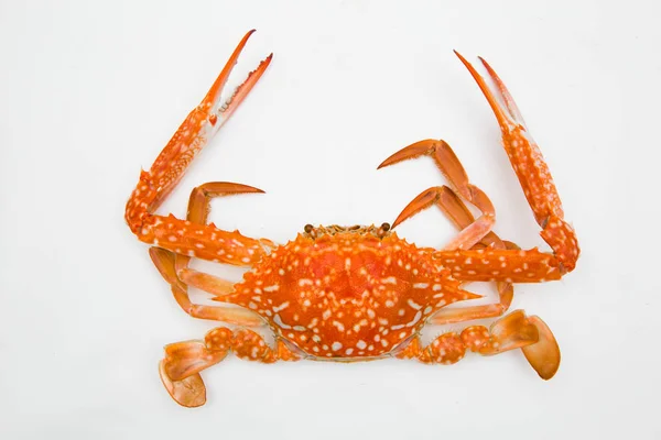 beyaz zemin üzerine pişmiş Yengeç.