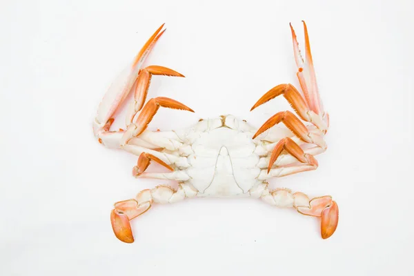 beyaz zemin üzerine pişmiş Yengeç.