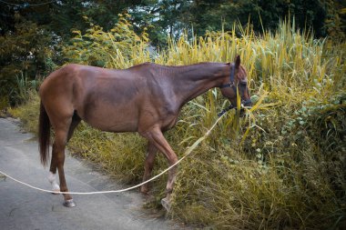 Güzel at tarlada ot yiyor..