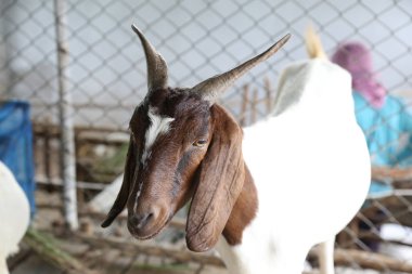 Çiftlikteki yerli keçiler.
