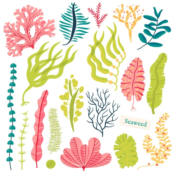 Sea plants and aquatic marine algae. Seaweed set vector illustration isolated on white. — Stock Vector