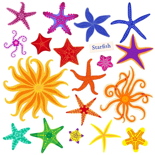 Estrellas marinas puestas. Estrella de mar multicolor sobre un fondo blanco. Starfishes animal invertebrado bajo el agua. Ilustración vectorial — Archivo Imágenes Vectoriales