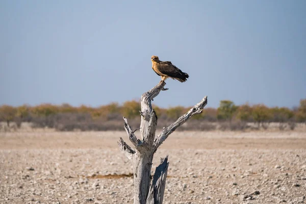 Tawny Eagle Zittend op Dead Tree in Etosha National Park, Namibië — Stockfoto